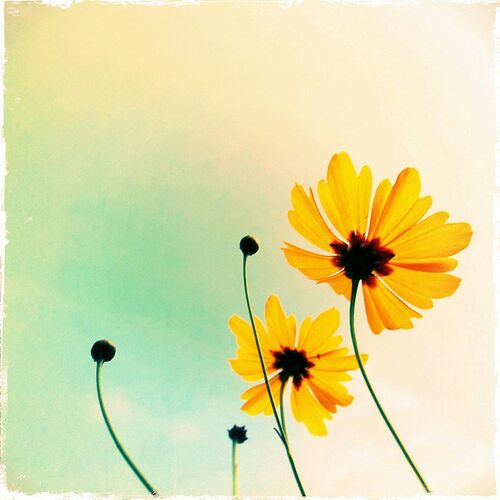 مدل رنگ روغن اورژینال